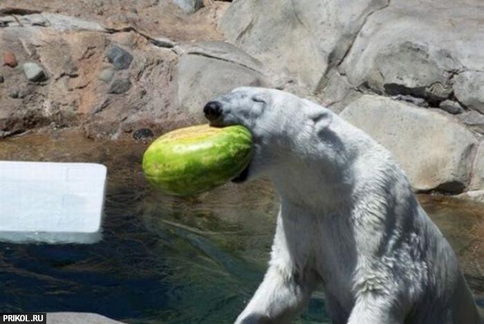 polar-bear-playing-19
