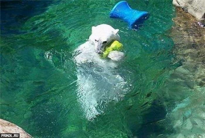 polar-bear-playing-21