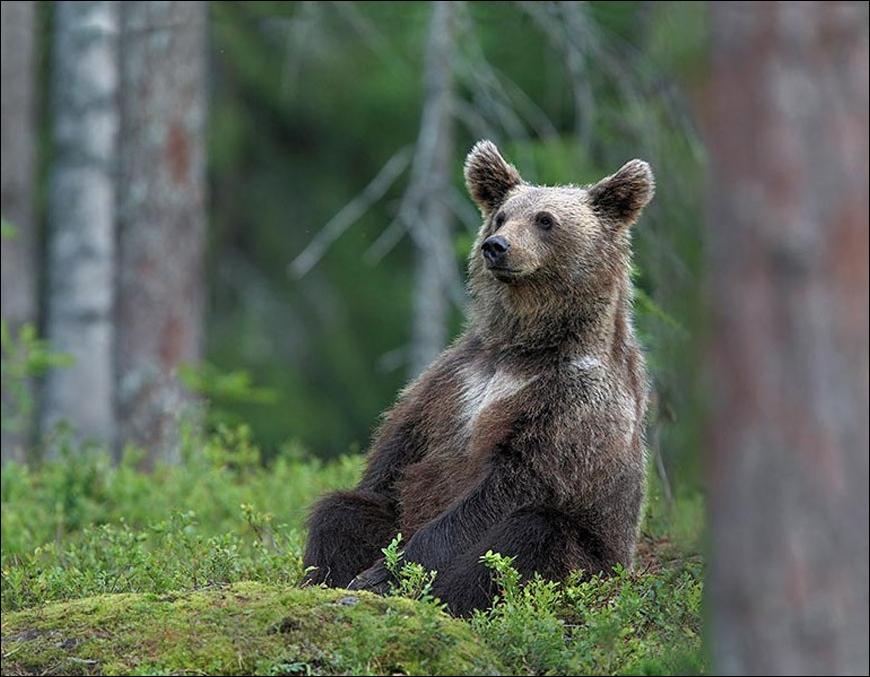 Забавные медведи. Медведь. Животные тайги. Медведь сидит. Бурый медведь смешной.