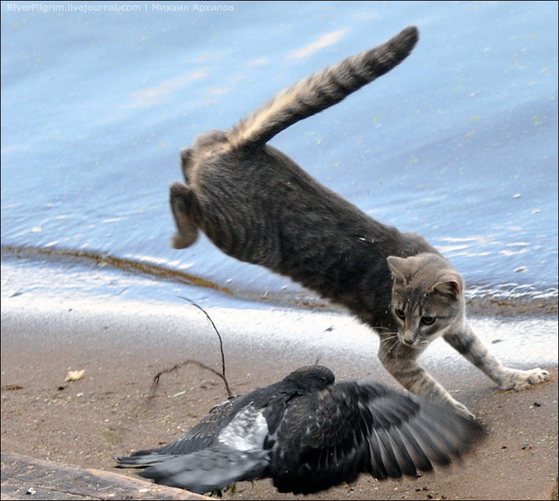 Догони кошку. Кот охотится. Кот атакует. Кот охотится на птиц. Котенок нападает.