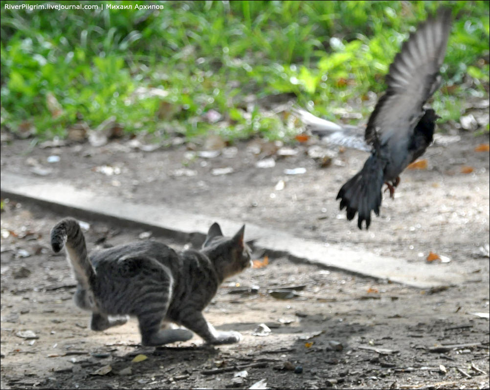 Кошка ест птицу. Кошка охотится. Кошка охотится на птиц. Кот охотится на голубя. Кошка охотится на голубей.