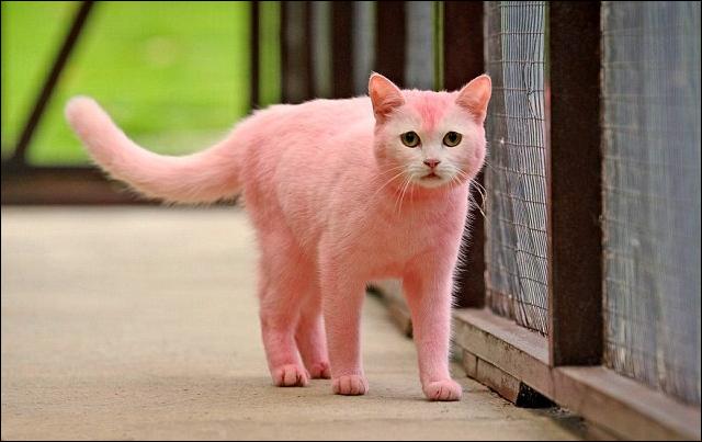 Розовая Кошка Фото Розовая Кошка Фото