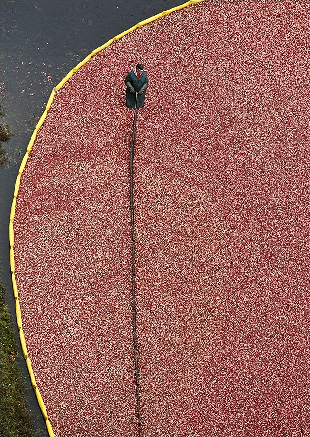 Сбор урожая клюквы