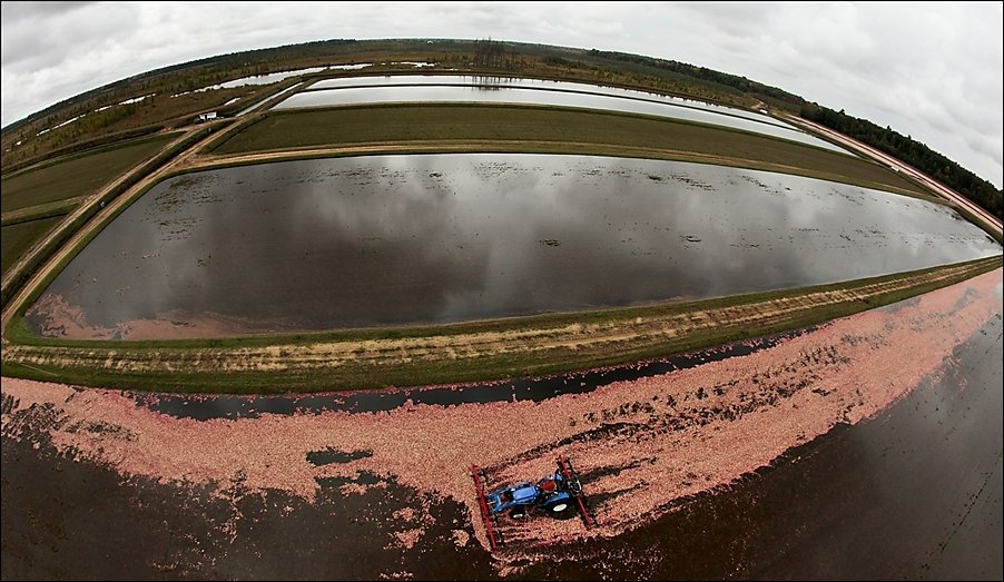 Сбор урожая клюквы