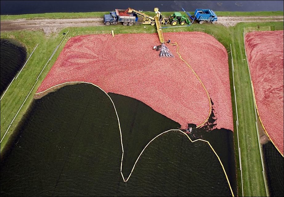 Сбор урожая клюквы