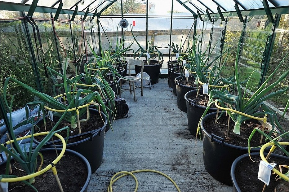 Гигантские овощи