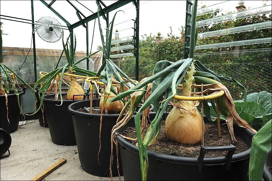 Гигантские овощи