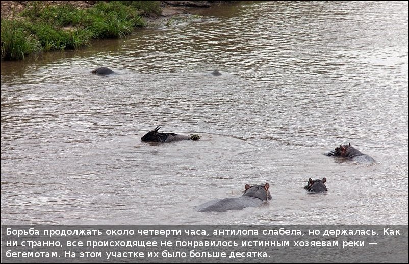 Бегемот, антилопа и крокодил