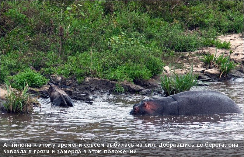 Бегемот, антилопа и крокодил