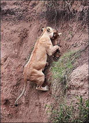 Спасение львенка