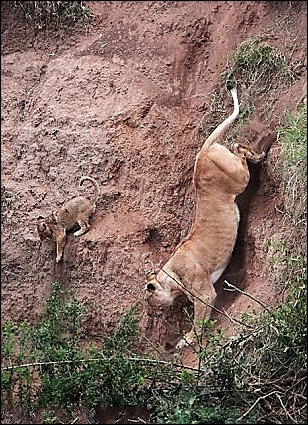 Спасение львенка