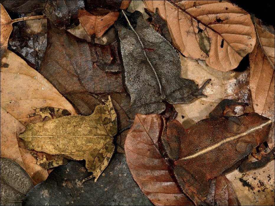 Маскировка