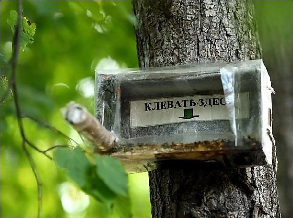 Прикольные надписи и объявления