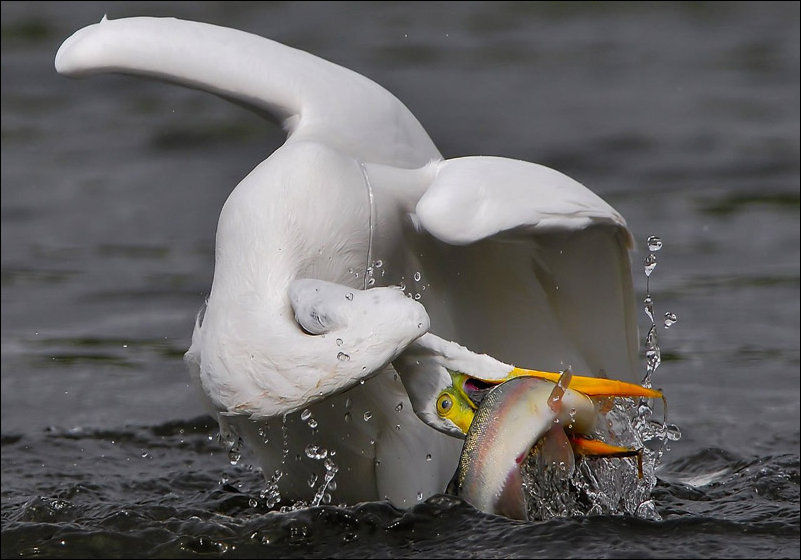 Подборка фотографий