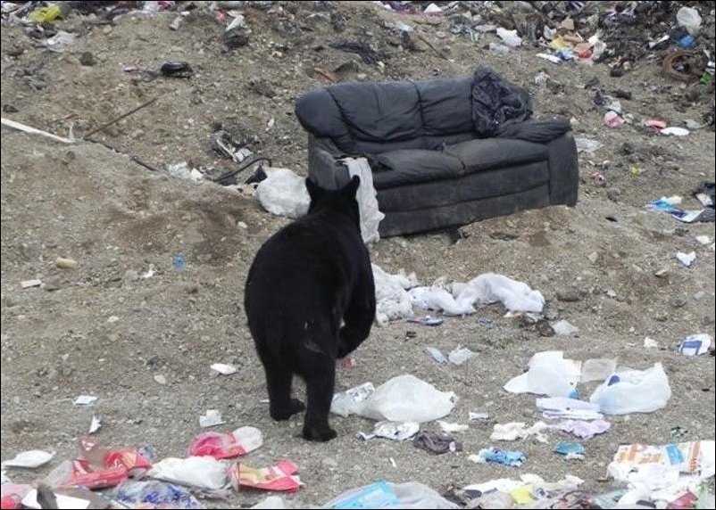Медведь нашел диван