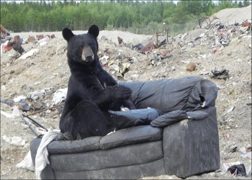 Медведь нашел диван