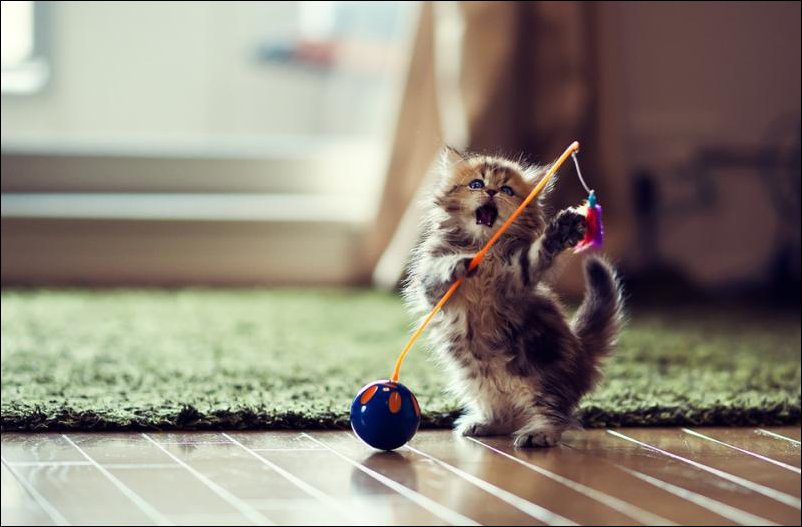 Позитивный котёнок