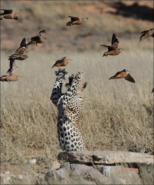 Леопард ловит рябков