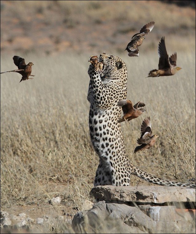 Леопард ловит рябков