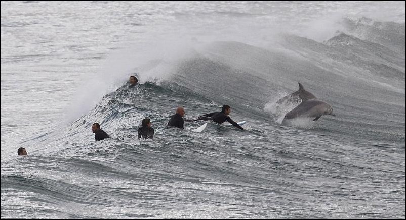 Серфинг с дельфинами