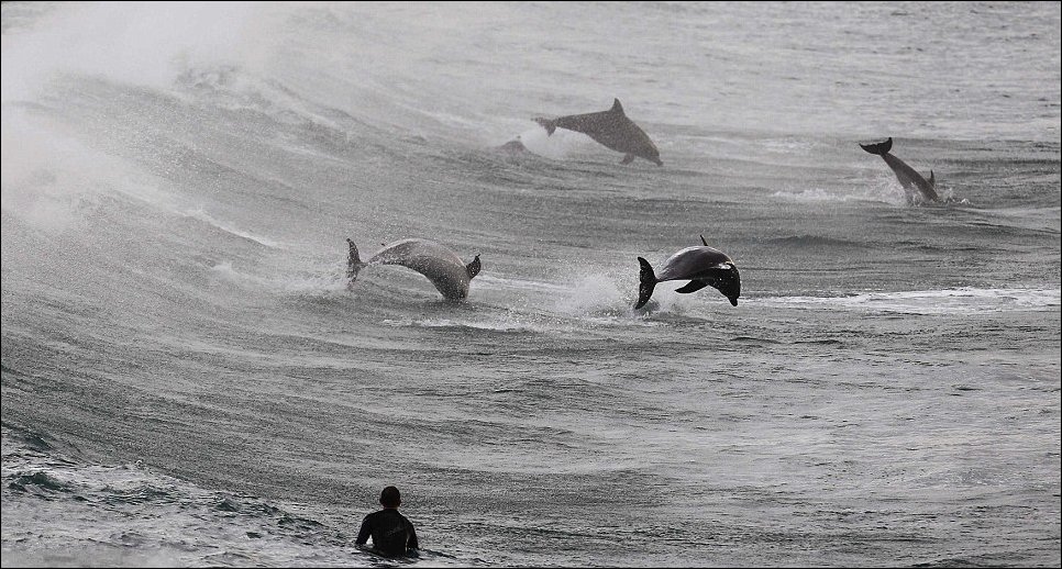 Серфинг с дельфинами