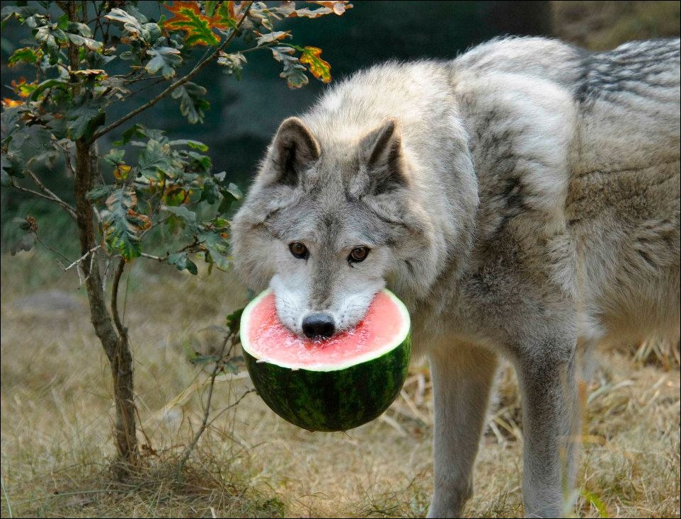 Подборка фотографий, фотоприколы