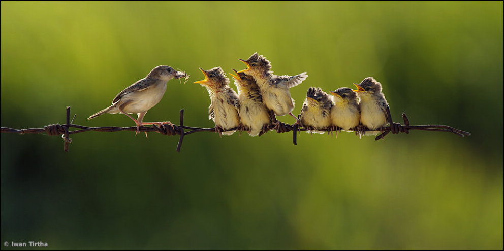 Подборка фотографий, фотоприколы