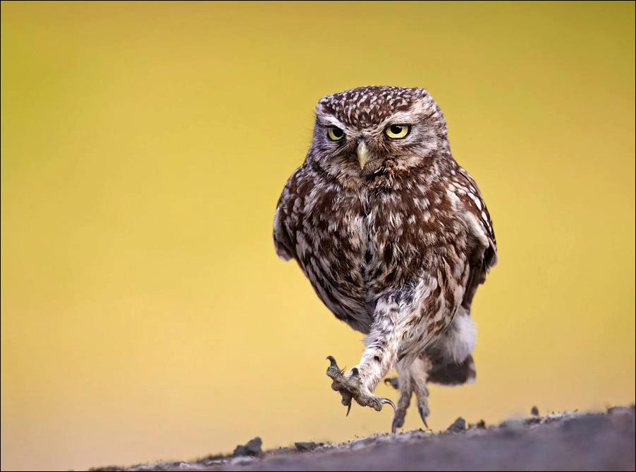 Подборка фотографий, фотоприколы