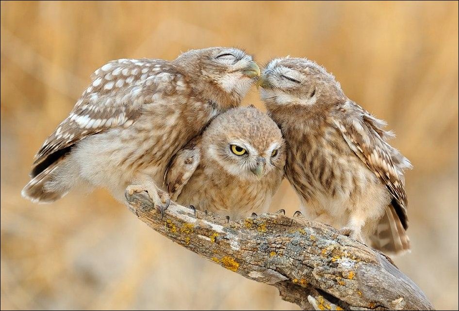 Подборка фотографий, фотоприколы