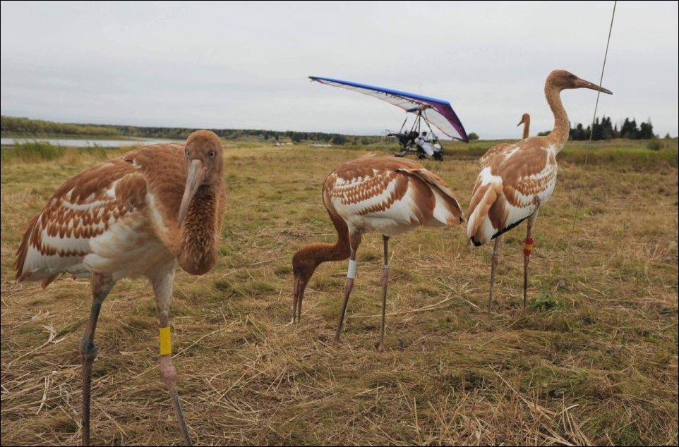 Путин и журавли