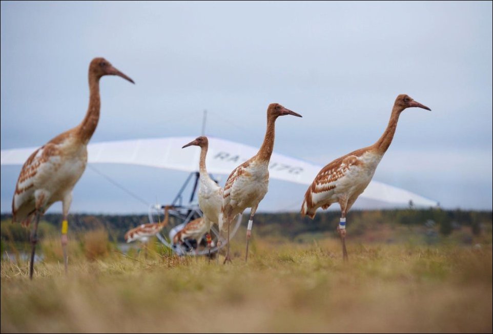 Путин и журавли