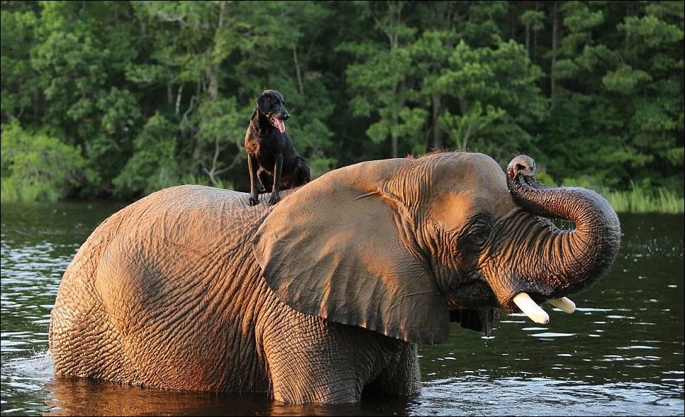 Слоненок и лабрадор