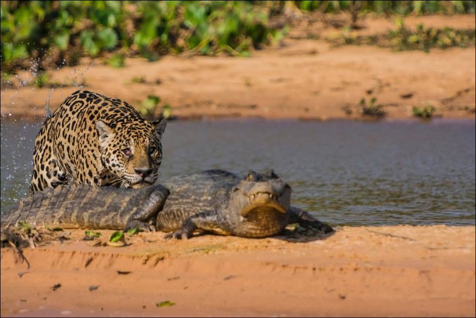 Ягуар против крокодила