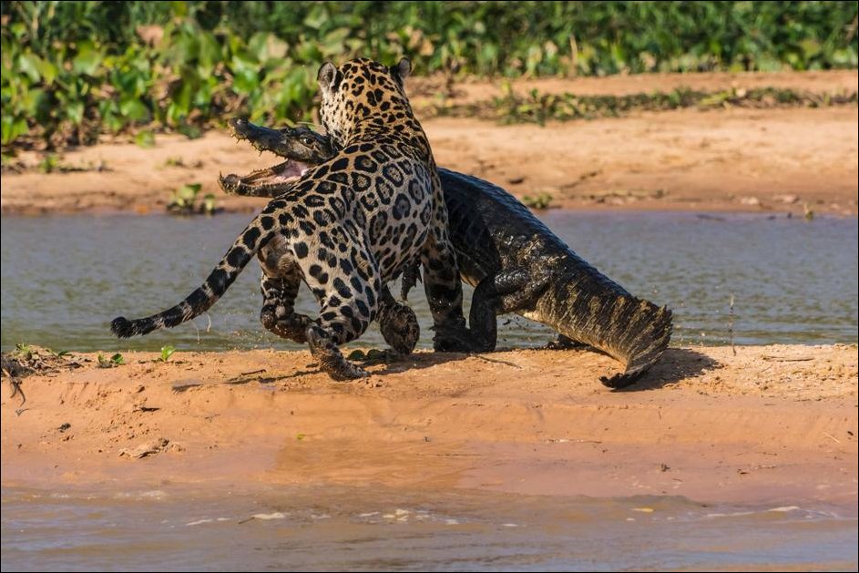 Ягуар против крокодила