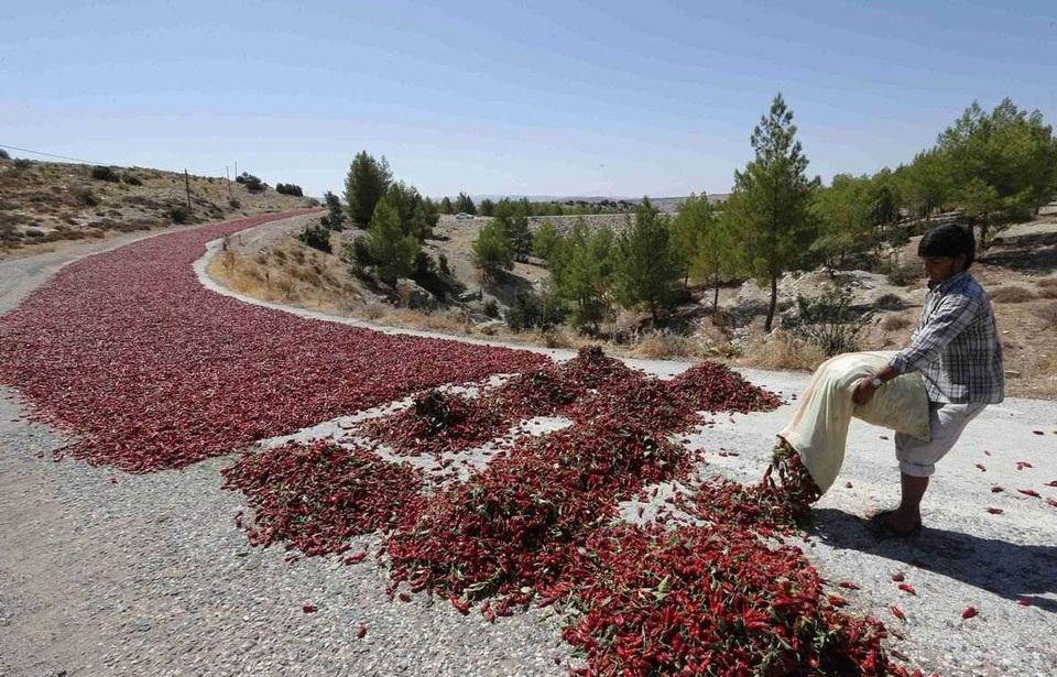 Сушка красного перца в Турции