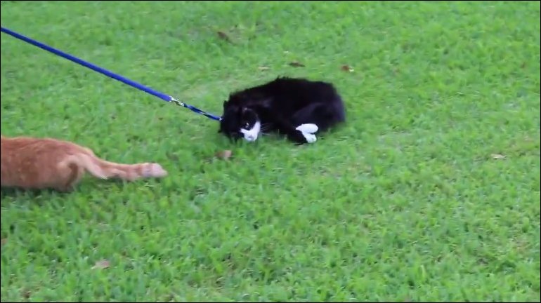 Кот который не гуляет сам по себе