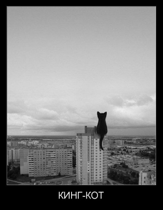 Демотиватор