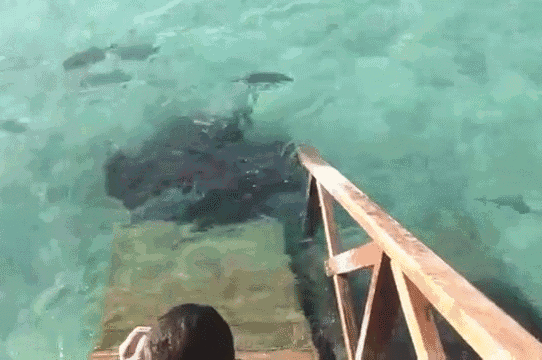 Прикольные гифки