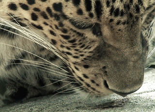 Прикольные гифки