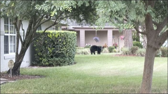 Медведь зашел полежать в гамаке