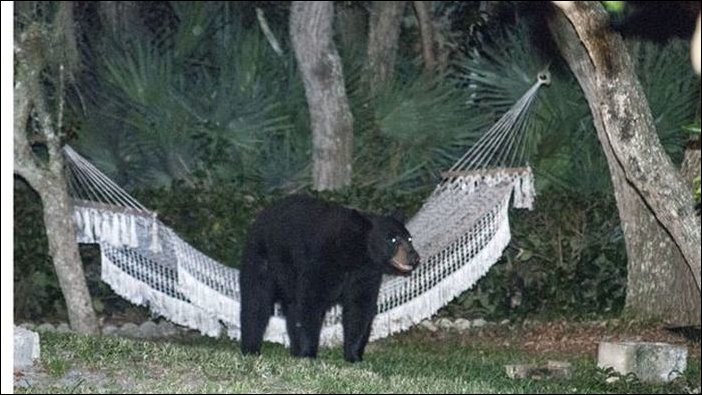 Медведь зашел полежать в гамаке