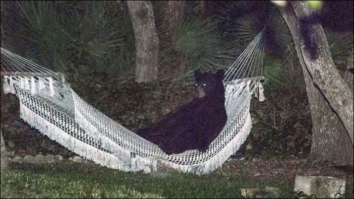 Медведь зашел полежать в гамаке