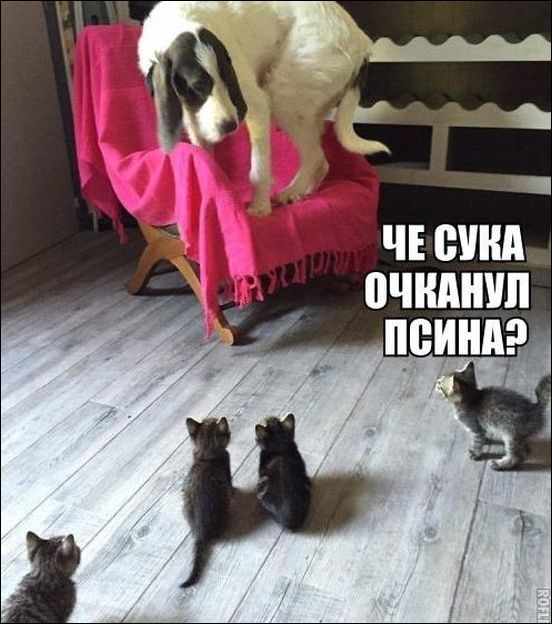 фото-приколы