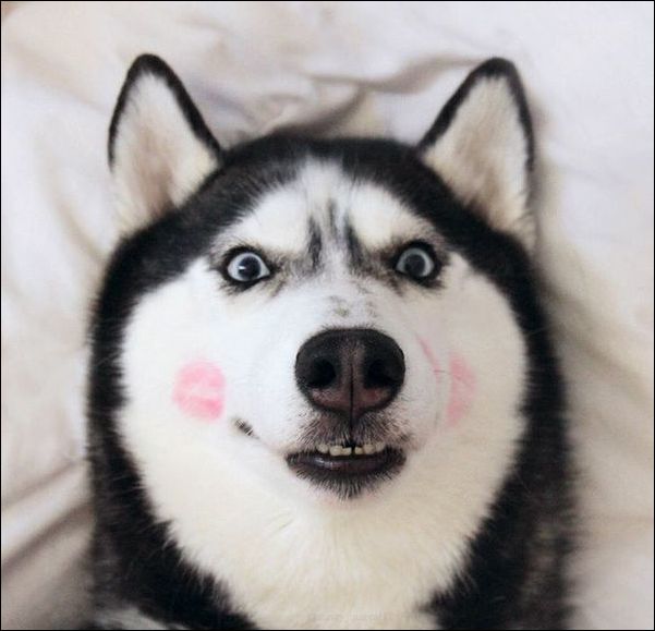 фото-приколы