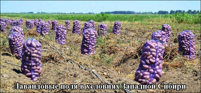 фото-приколы