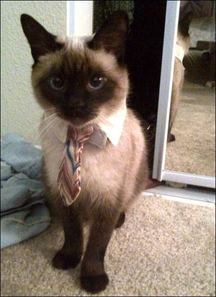 фото-приколы