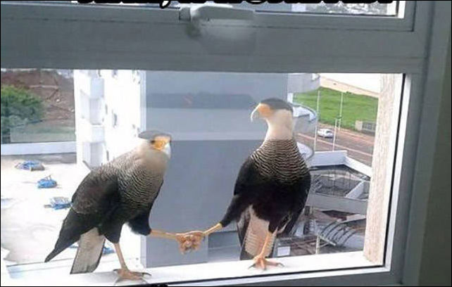 фото-приколы