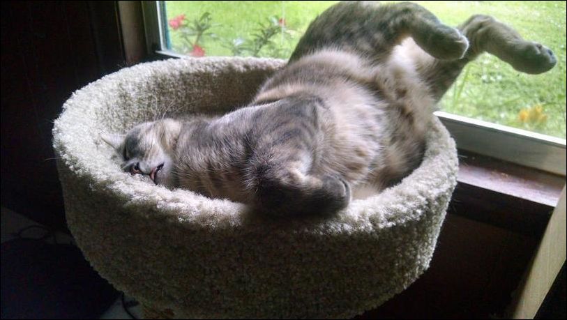 фото-приколы