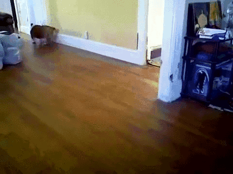 Прикольные гифки