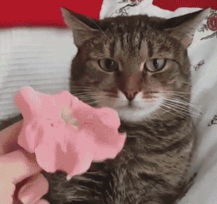 Прикольные гифки